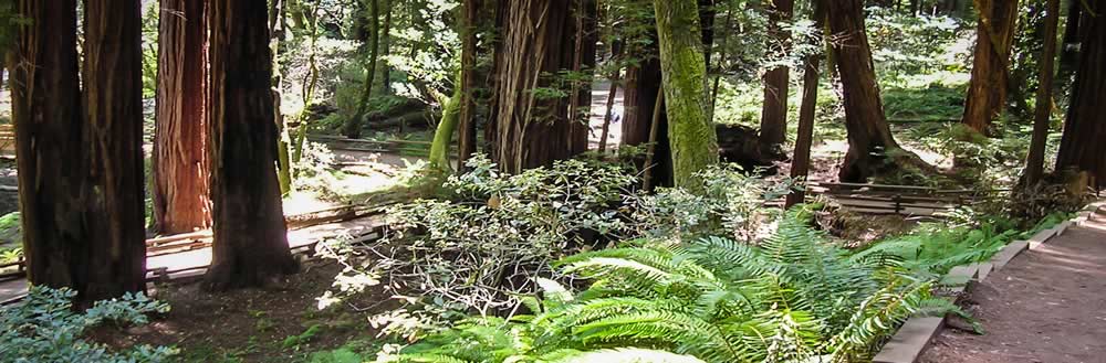 Image of a trail through a forest